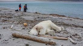 Oso polar ultimado después de atacar a un guía turístico en Noruega