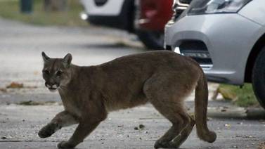 Puma silvestre deambula por una desierta ciudad de Santiago