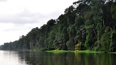  Ansias de desarrollo amenaza a bosques primarios de los trópicos