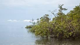 Comunidades costeras revivieron 100 hectáreas de manglar