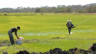  INS  baja prima al seguro de cosechas de arroz