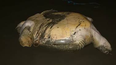 Panzarriba, sangrando y a la espera de ser destazadas, así fueron halladas 12 tortugas marinas en Limón 