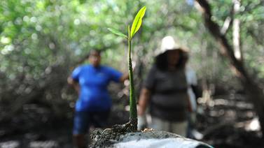 Mujeres reforestan el manglar de Chira para sus herederos
