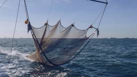 MarViva pide a Tribunal Contencioso Administrativo detener pesca de arrastre