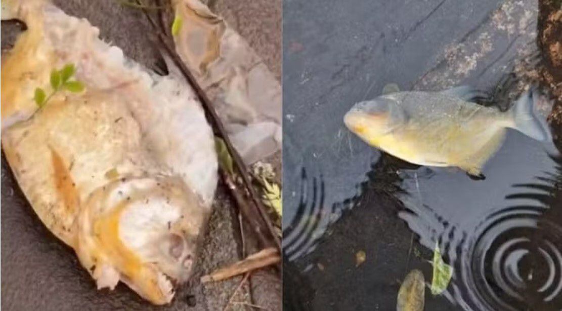 Pirañas son encontradas en las calles en medio de las inundaciones en Brasil