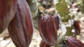 Cacao de Costa Rica tiene potencial para crecer en mercado especializado como lo hizo el café