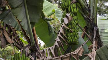 Bananos y piñas representaron el 16% del valor total exportado por Costa Rica en el 2020