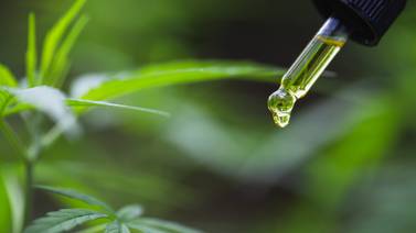 Diputados legalizan producción de cannabis medicinal y cáñamo 