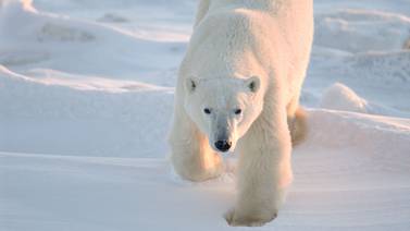 Osos polares podrían extinguirse antes del fin de siglo debido al calentamiento global