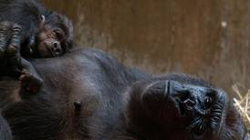 La gorila Calaya da a luz y ‘se come’ a besos a su pequeño Moke