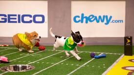 Animal Planet le hace la competencia al Super Bowl con perritos y perezosos ticos 