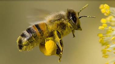 ¡Cuestión de abejas! Filme suizo lleva mucha miel al Cine Magaly