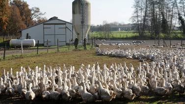 Miles de patos sacrificados en Francia por brote de gripe aviar