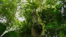 Programa para proteger bosques quedó eximido de la regla fiscal 
