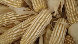 Pérez Zeledón celebrará las ricas tradiciones del maíz