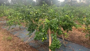 Finca de Upala adapta variedad de limones ‘verdaderos’ a Costa Rica con excelente productividad