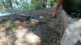
Caimán mata a mujer que paseaba su perro cerca de una laguna en Carolina del Sur, Estados Unidos