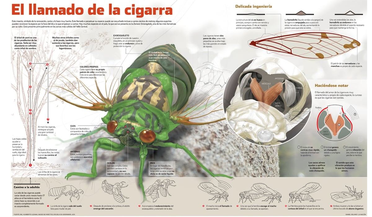Chicharras Pequena Biografia De Los Bichos Del Sol La Nacion