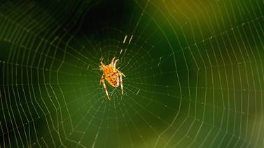 Investigadores logran producir artificialmente seda de araña