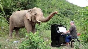 Hombre toca el piano para tranquilizar elefantes maltratados en Tailandia