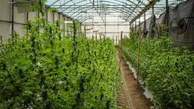 Cultivo de cannabis en Costa Rica entrega altos rendimientos en primeros ensayos