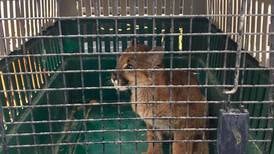 Policía rescata a cría de puma   atacado por cazadores