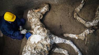 Hallan en la antigua ciudad de Pompeya los restos de un caballo con su arnés y silla de montar 