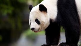 La panda Bao Bao 'hace maletas' para su vuelo en primera clase de Estados Unidos a China
