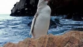 Galápagos tiene ahora otro habitante: un pingüino blanco