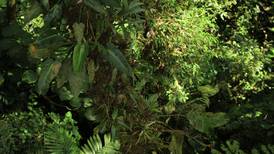 Copas de árboles de Costa Rica son objeto de estudio para entender mejor la biodiversidad