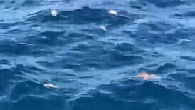 Video muestra mortandad de peces en Tárcoles; MarViva apunta a la pesca de arrastre