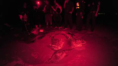 Biólogos retoman el sueño de Jairo Mora para proteger tortugas en Moín