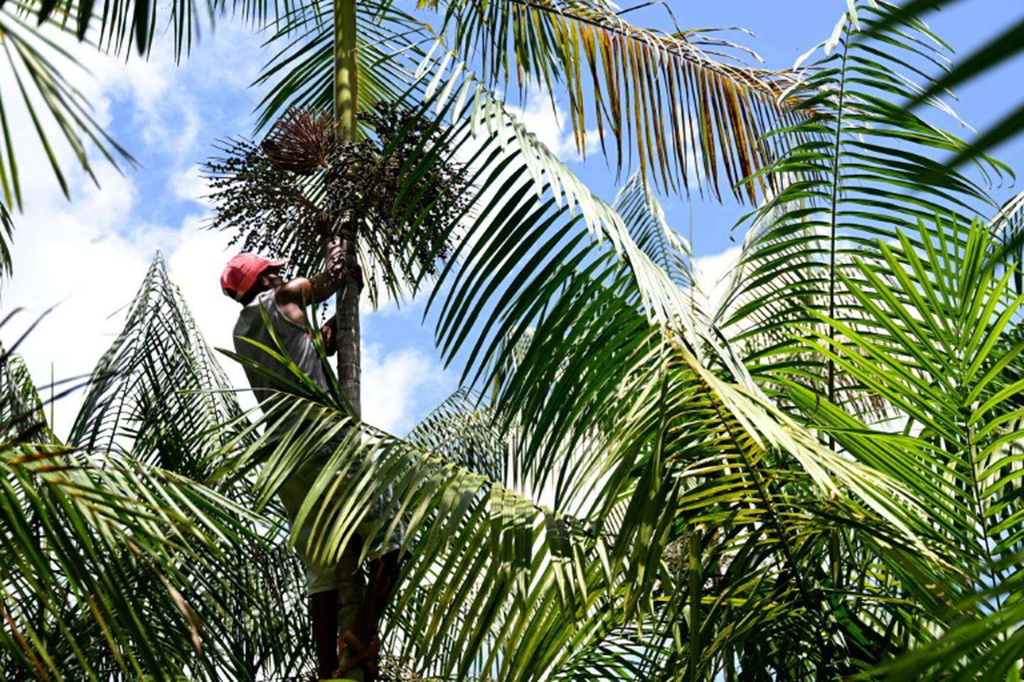 El agricultor Jose Santos Diogo corta racimos de fruta de una plama de açaí en una plantación en Abaetetuba, estado de Pará en la amazonía brasileña.