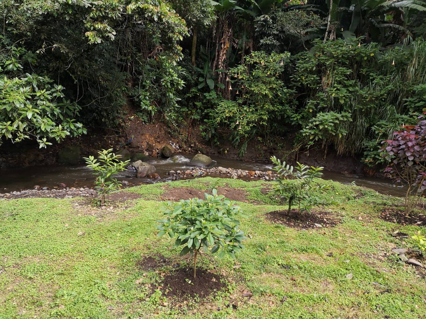Especímenes de importancia ecológica fueron plantados en áreas de protección del Río Torres en Sabanilla, cercanías del Estadio Nacional y Mata de Plátano. Fotos: cortesía de Minae.