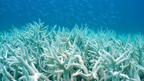 La NOAA informó en abril que el mundo enfrentaba un episodio masivo de blanqueamiento de corales. Asimismo, el 16 de mayo confirmó que el fenómeno continúa extendiéndose.
