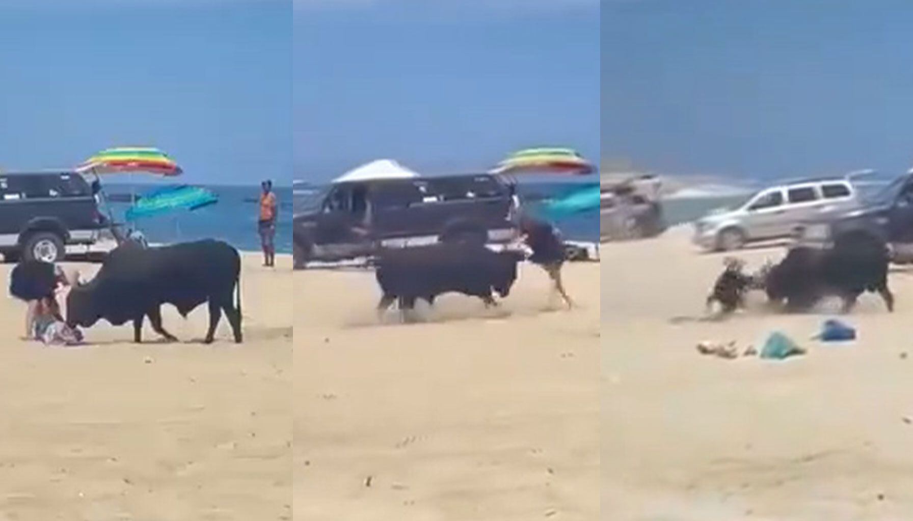 Toro embiste a una mujer en la playa La Fortuna, Los Cabos, en un preocupante incidente capturado en video que subraya la necesidad de gestionar mejor la presencia de ganado en zonas turísticas.