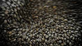 Tostadores de café y comerciantes denuncian intento de poner barreras a importación del grano