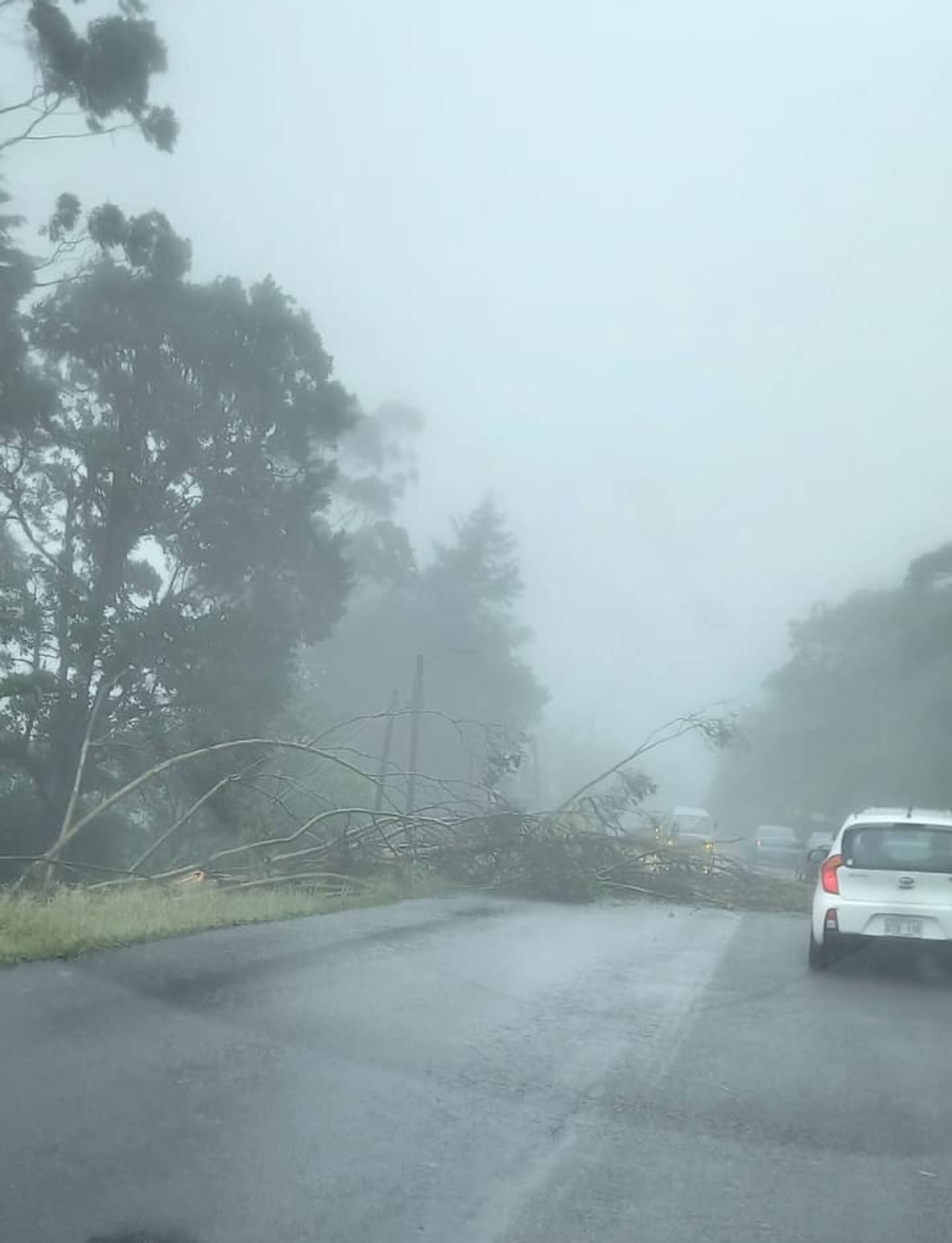 En la carretera Interamericana Sur, en cercanías de La Cangreja, hubo paso regulado por la caída de árboles sobre la vía mojada. Foto: Mario Cordero.