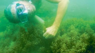 Huertos de algas marinas están listos para crecer y dar de comer a comunidades costeras
