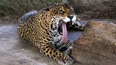 Muere Tiggy, el jaguar del centro de rescate Las Pumas