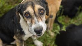 Apúntese al ‘Zaguatón Navideño’: cerca de 2.000 perros necesitan su ayuda