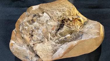 Corazón más antiguo del mundo fue ubicado en Australia ¿A qué especie pertenecía? 