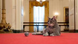 Familia Biden lleva un gato a la Casa Blanca