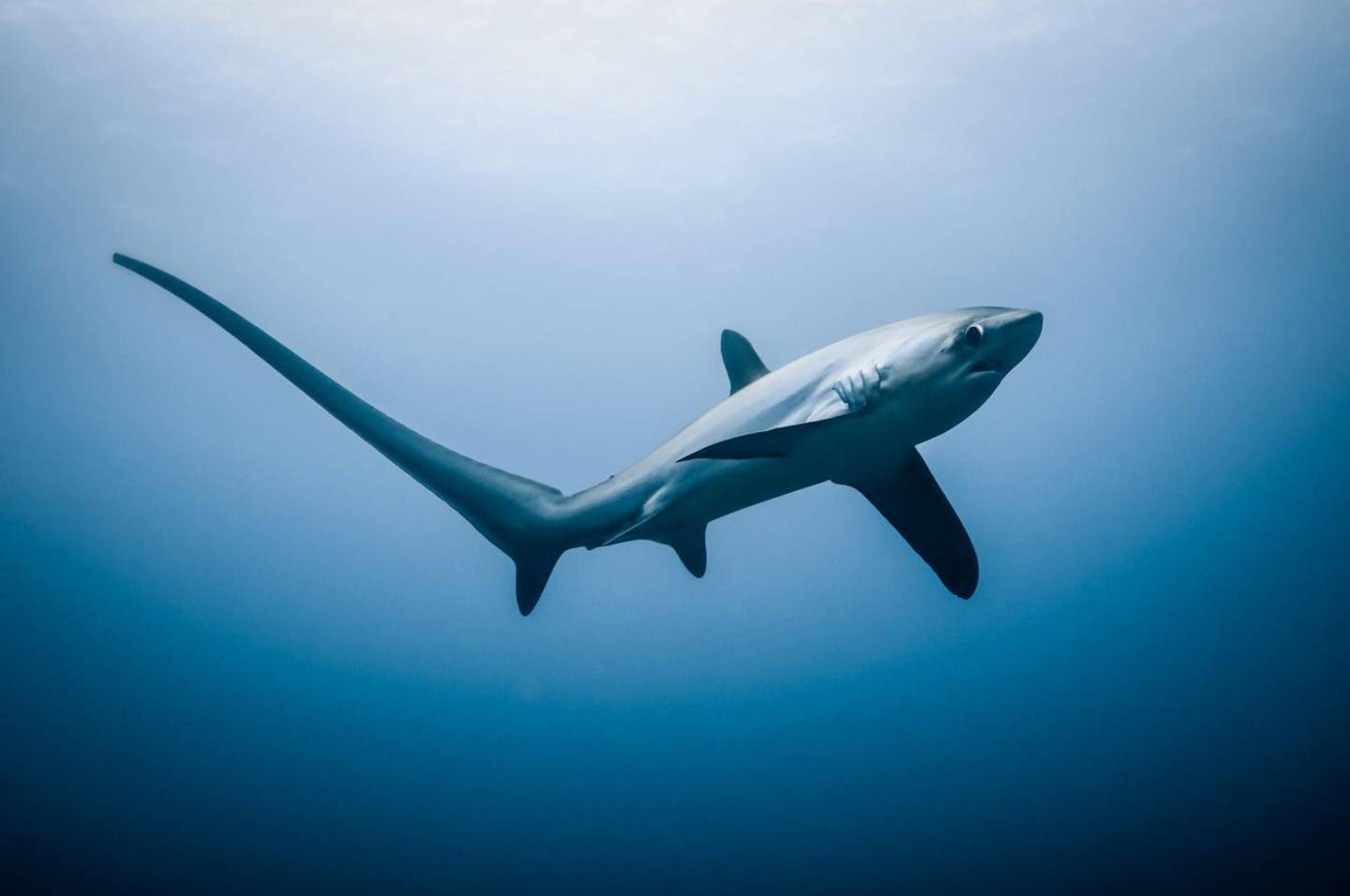 El tiburón zorro es una de las especies protegidas en la Convención Internacional para el Comercio de Especies Amenazadas de Flora y Fauna Silvestre (CITES), sobre las cuales se habrían aprobado permisos de exportación. Foto: Cortesía Marviva