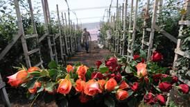 Exportación de flores revierte caída de dos años con mayores ventas a Estados Unidos