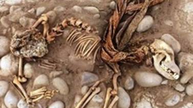 Encontraron un cementerio prehispánico de perros y humanos bajo un zoológico en Perú
