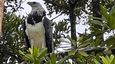 Águila arpía, de las más espectaculares del mundo, visita bosques de Costa Rica