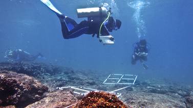 Guardaparques bucean para monitorear arrecifes de coral