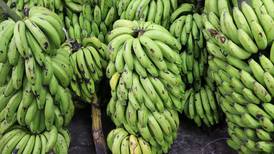 Costa Rica prueba variedad de banano tolerante a hongo mortal