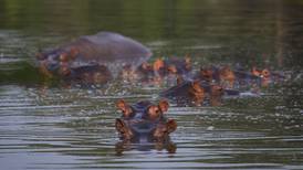 Los hipopótamos de Pablo Escobar son un peligro en Colombia